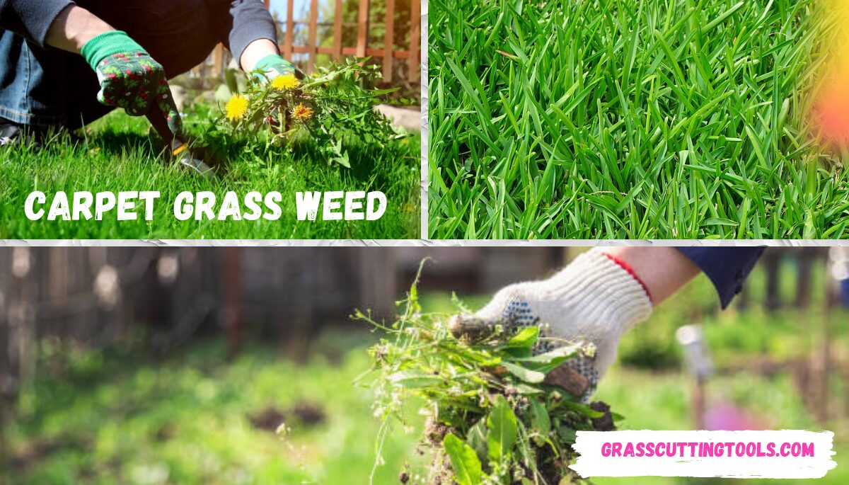 How To Get Rid Of Carpet Grass Weed 2024