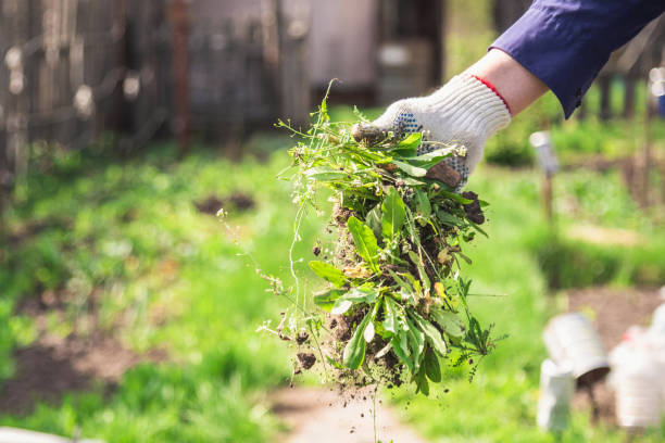 How To Get Rid Of Carpet Grass Weed