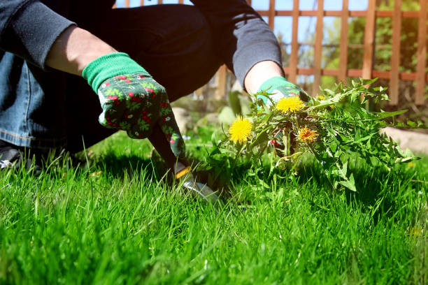 How To Get Rid Of Carpet Grass Weed