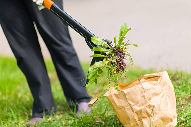 How To Get Rid Of Carpet Grass Weed