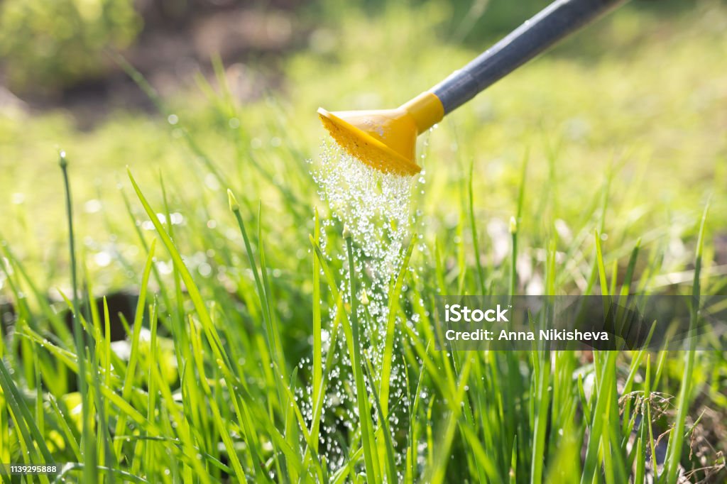 How To Get Rid Of Carpet Grass Weed