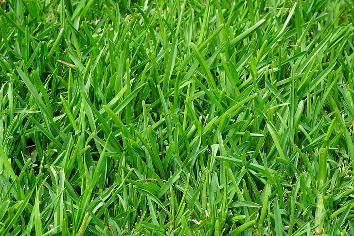 How To Get Rid Of Carpet Grass Weed