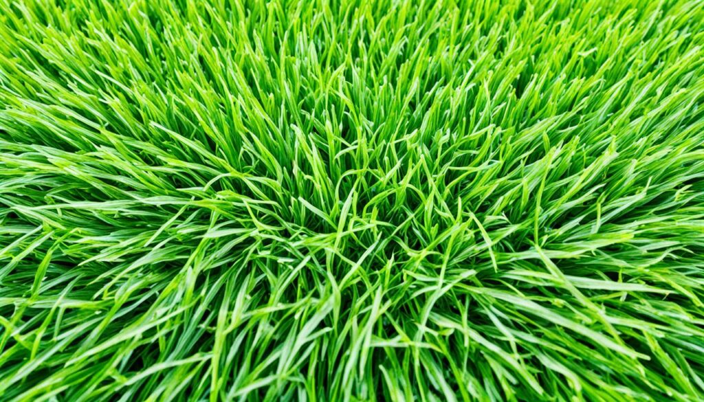 Top 6 Grass Types For Louisiana