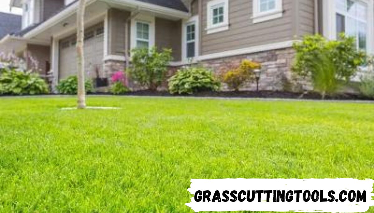 7 Best Grass Types for Harrisburg: A Comprehensive Guide