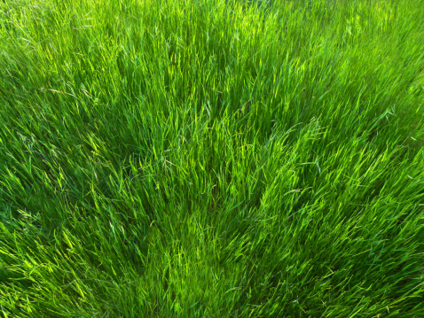 7 Best Grass Types for Harrisburg: A Comprehensive Guide