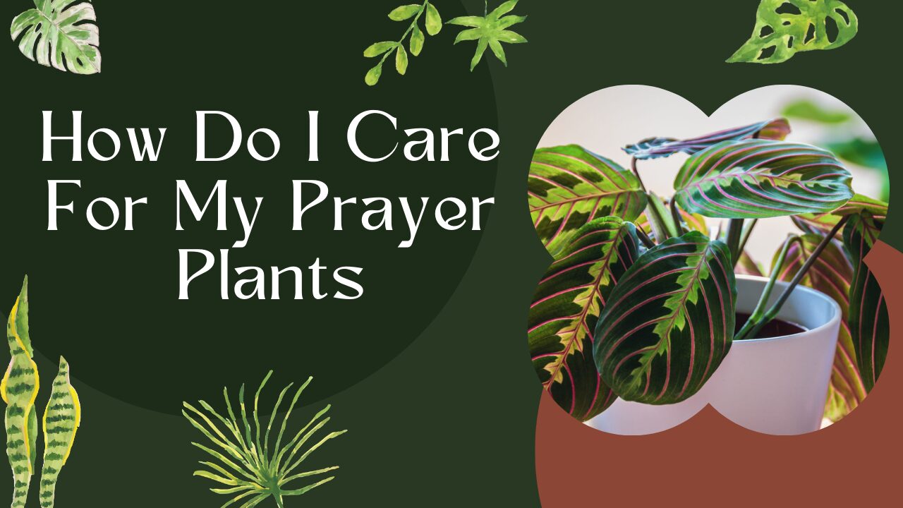 How Do I Care For My Prayer Plants Best Guide 2024